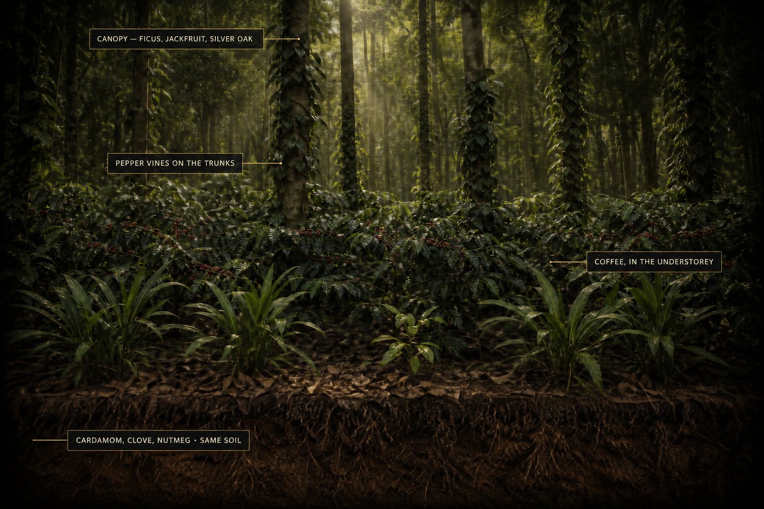 Cross-section of a shade-grown coffee plot in the Western Ghats: a native ficus, jackfruit and silver oak canopy above, black pepper vines climbing the trunks, Arabica coffee bushes with ripe cherries in the understorey, and cardamom, clove and nutmeg at ground level, all in the same soil.