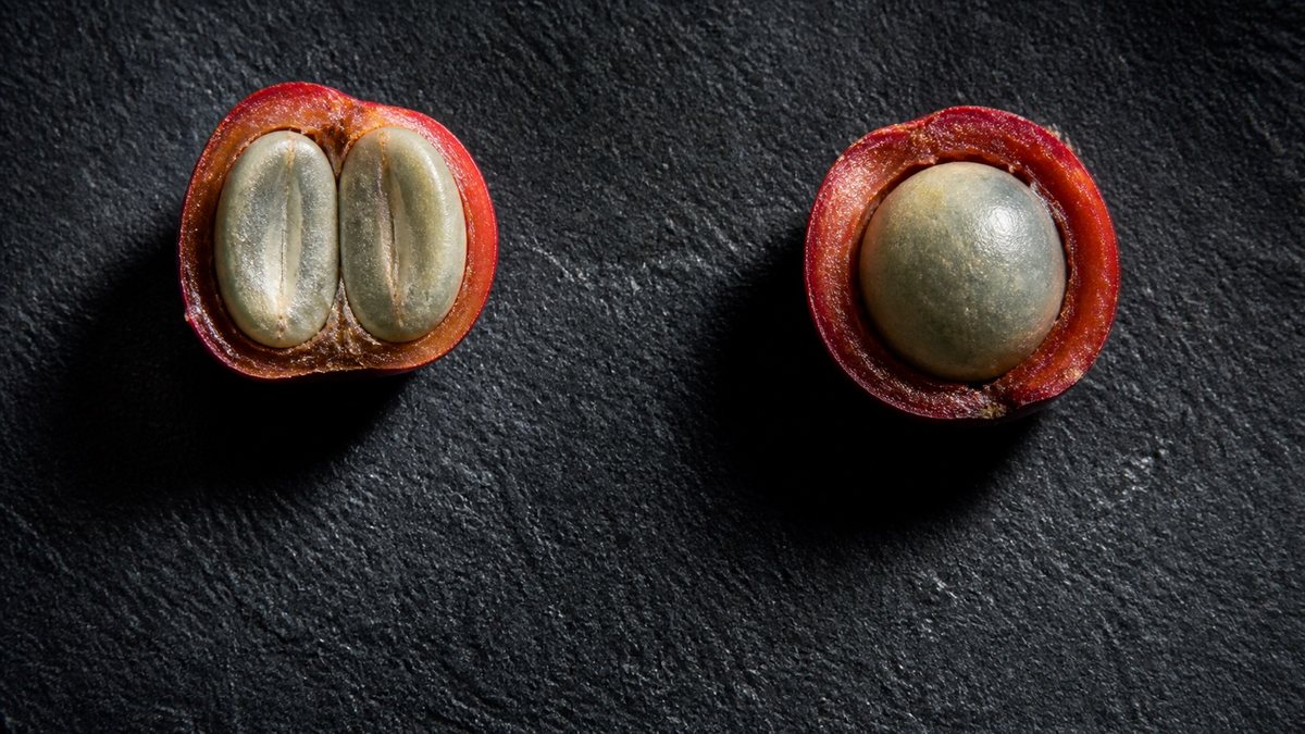 Two opened coffee cherries on dark slate. The left holds the usual pair of seeds, each with one flat face. The right holds a single seed that grew alone and is rounded on every side.